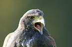 steppe eagle