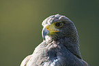 steppe eagle