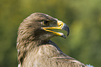 steppe eagle