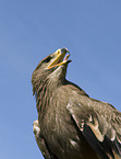 steppe eagle