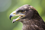steppe eagle portrait