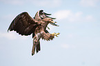 steppe eagle