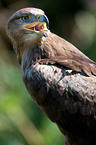 steppe eagle