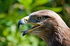 steppe eagle