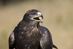 steppe eagle