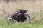 steppe eagle