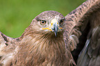 steppe eagle