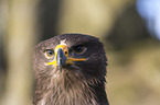 Steppe eagle portrait