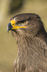 Steppe eagle portrait