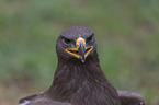 Steppe eagle portrait