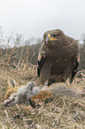 Steppe eagle with dead fox