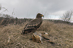 Steppe eagle with dead fox
