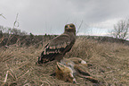 Steppe eagle with dead fox