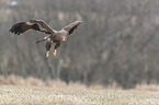 flying steppe eagle