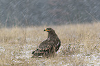 steppe eagle at wintertime