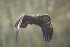 steppe eagle