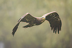 steppe eagle