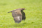 steppe eagle