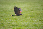 steppe eagle