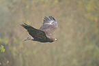 steppe eagle
