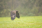 steppe eagle