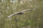 steppe eagle
