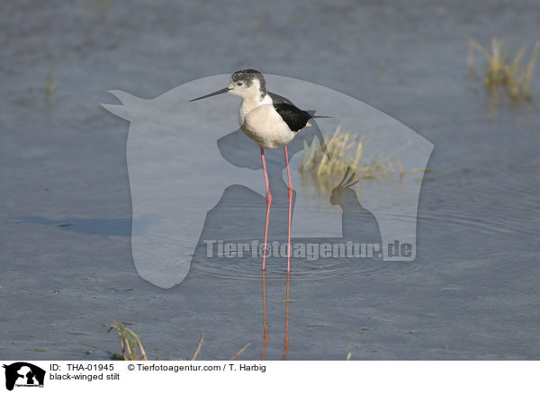 black-winged stilt / THA-01945