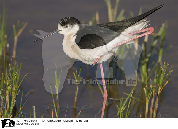 black-winged stilt / THA-01947