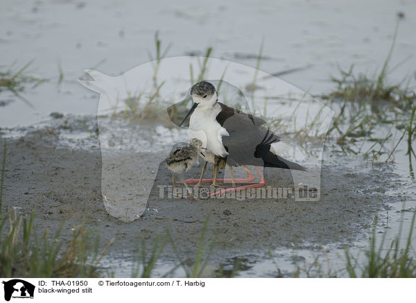 black-winged stilt / THA-01950