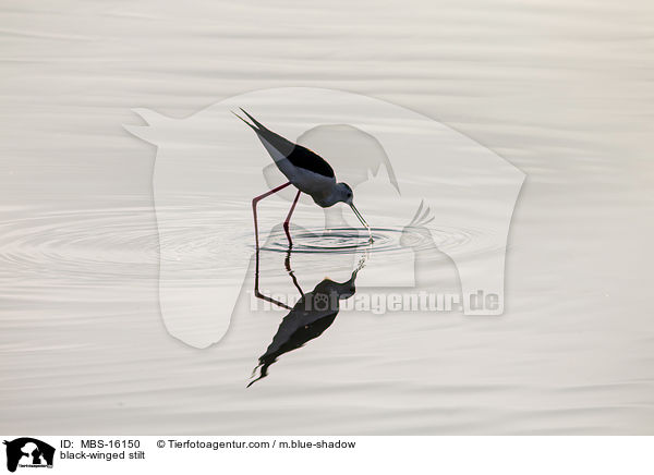 Stelzenlufer / black-winged stilt / MBS-16150