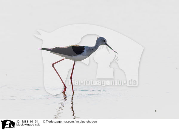 Stelzenl�ufer / black-winged stilt / MBS-16154