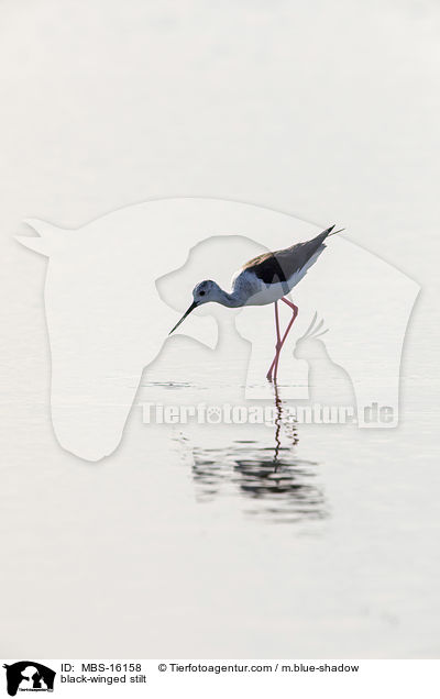 Stelzenl�ufer / black-winged stilt / MBS-16158