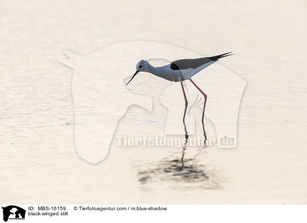 black-winged stilt / MBS-16159