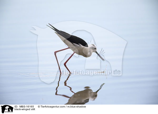 Stelzenl�ufer / black-winged stilt / MBS-16165