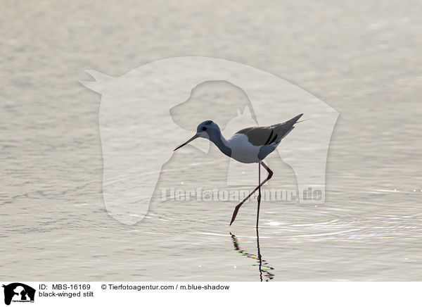 black-winged stilt / MBS-16169