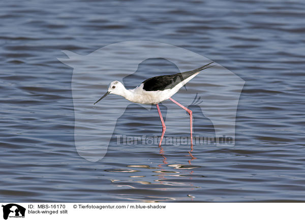 black-winged stilt / MBS-16170