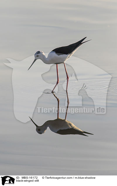 black-winged stilt / MBS-16172