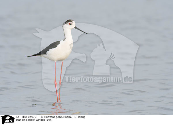 stehender Stelzenlufer / standing black-winged Stilt / THA-06973