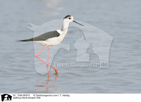 laufender Stelzenlufer / walking black-winged Stilt / THA-06975