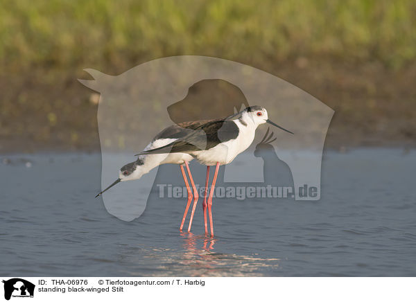 standing black-winged Stilt / THA-06976