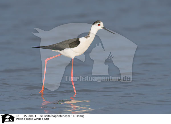 laufender Stelzenlufer / walking black-winged Stilt / THA-06984