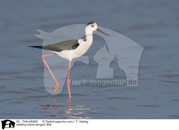 walking black-winged Stilt / THA-06985