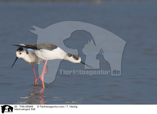 Stelzenlufer / black-winged Stilt / THA-06988