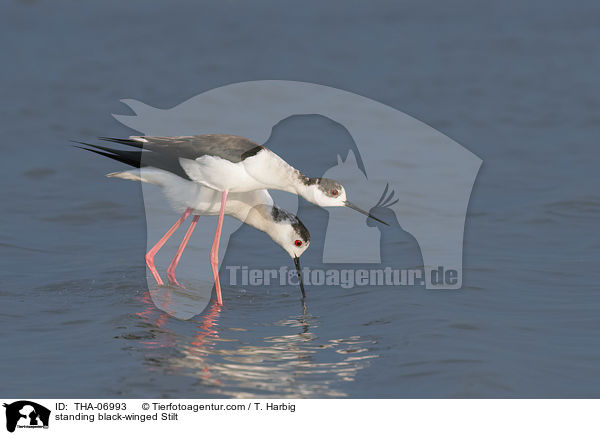 stehende Stelzenlufer / standing black-winged Stilt / THA-06993