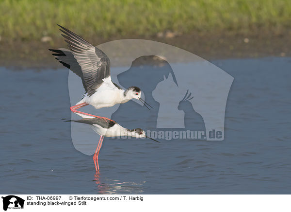 stehende Stelzenlufer / standing black-winged Stilt / THA-06997