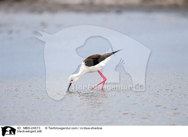 Stelzenlufer / black-winged stilt / MBS-24673