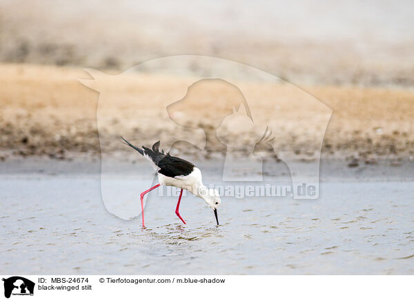 Stelzenlufer / black-winged stilt / MBS-24674