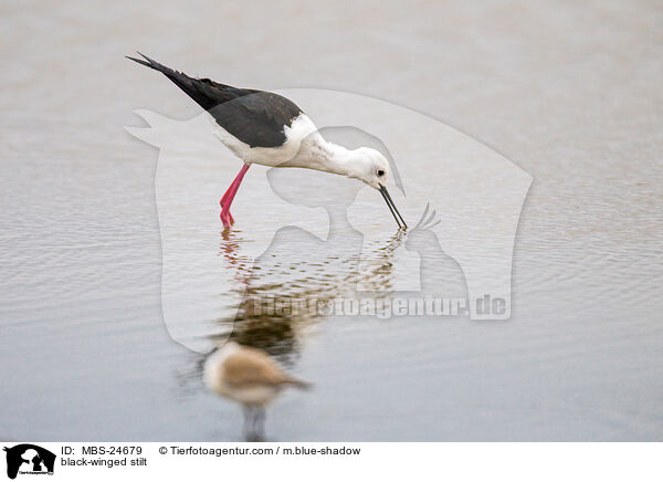 Stelzenl�ufer / black-winged stilt / MBS-24679