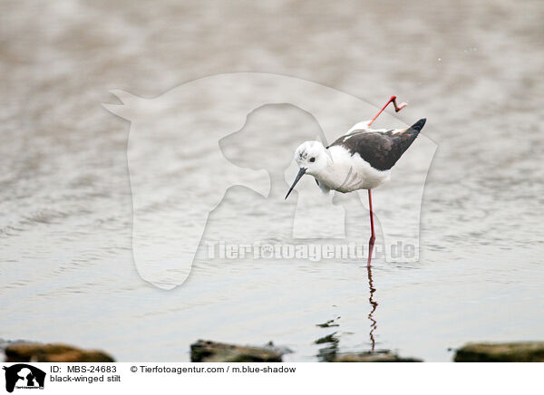 Stelzenlufer / black-winged stilt / MBS-24683