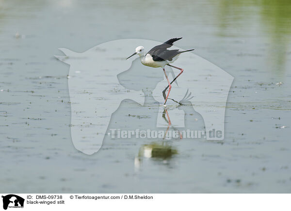 black-winged stilt / DMS-09738